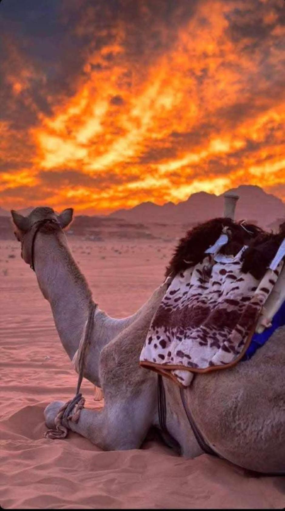 Wadi Rum Desert Heart Camp Exterior photo
